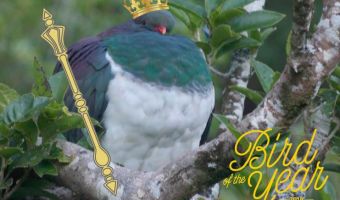 В Новой Зеландии птицей года стал пьяный голубь. Да, мы серьёзно, но не спешите смеяться